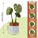 B17B Monstera Plant Coasters Set 3D Printed, Waterproof&Anti-Scald Plant Coasters, Funny 3D Printed Coasters Magnetically A