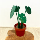 Monstera Coaster Plant 3D Printed Magnetic Green Leaf Drink Coasters Artificial Plant Ornament Indoor Home Decoration